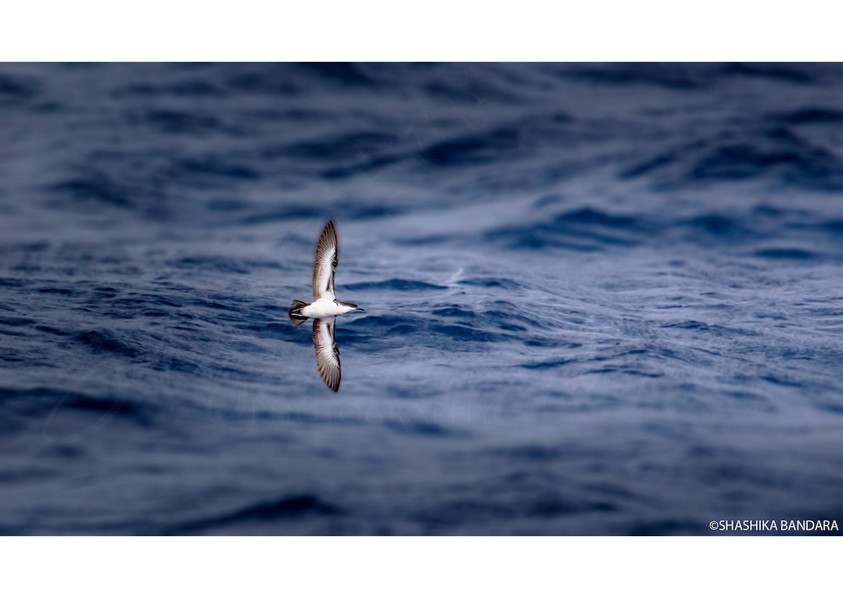 Tropical Shearwater (Indopacific) - ML479637491