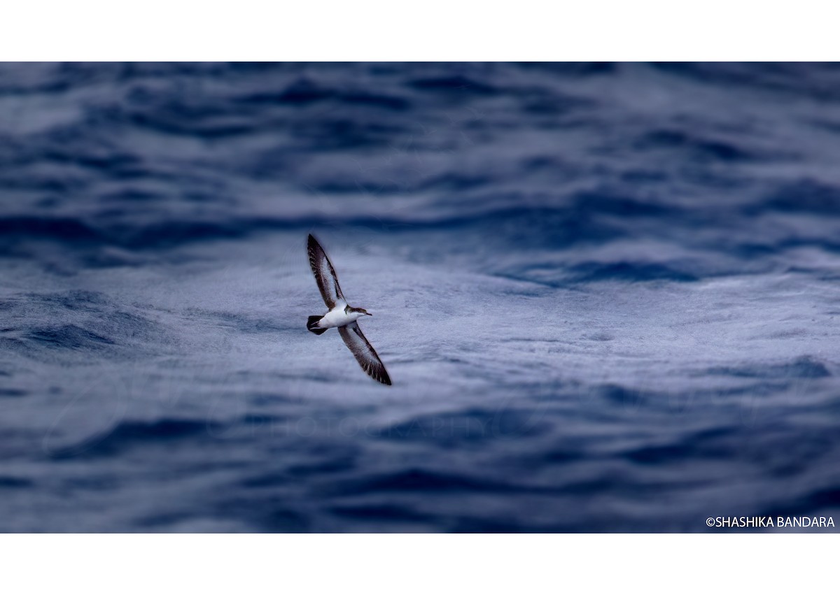 Tropical Shearwater (Indopacific) - ML479637501