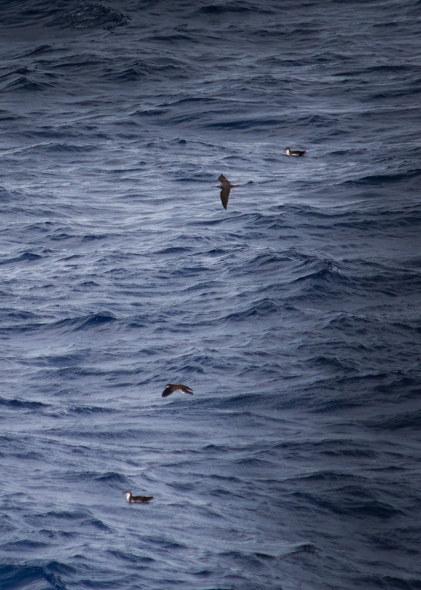 Tropical Shearwater (Indopacific) - ML479637591