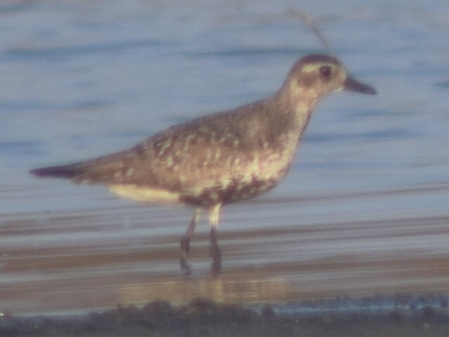 Black-bellied Plover - ML479638321