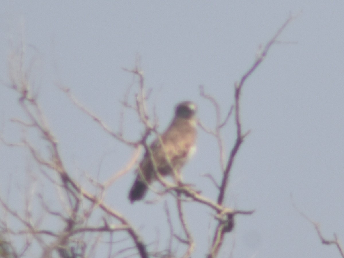 Short-toed Snake-Eagle - Metin Güzeliş