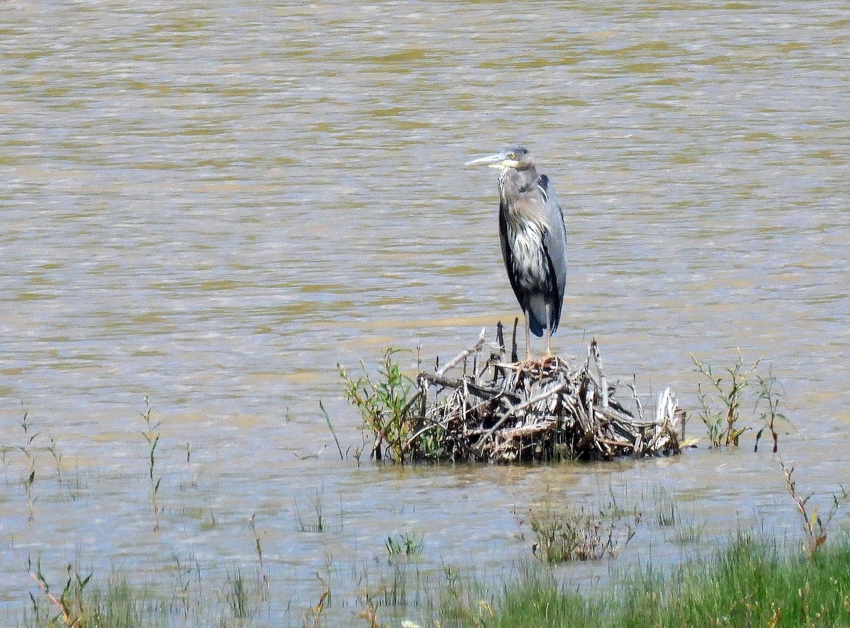 Great Blue Heron - ML479640371