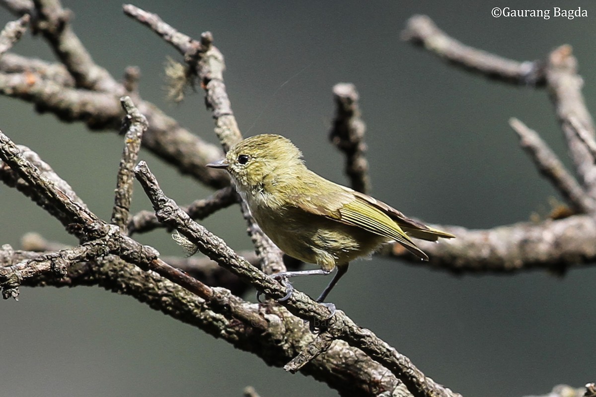 Yellow-browed Tit - ML479640771