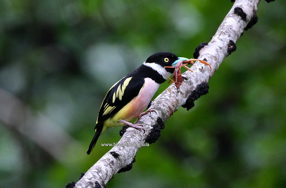 Black-and-yellow Broadbill - David Hogan Jr