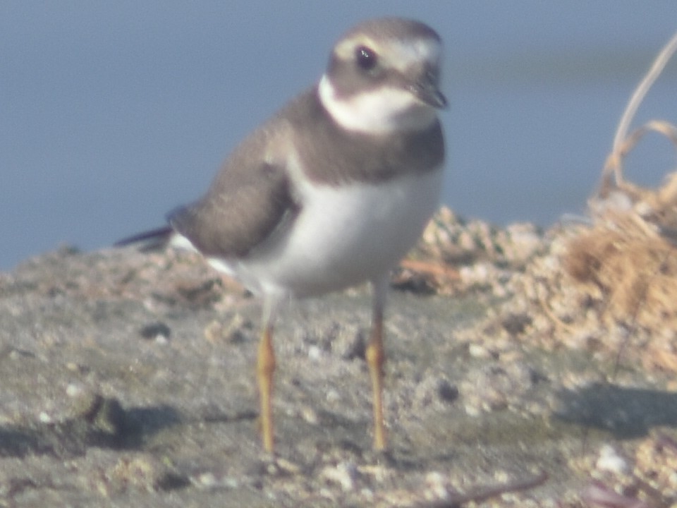 Common Ringed Plover - ML479643371