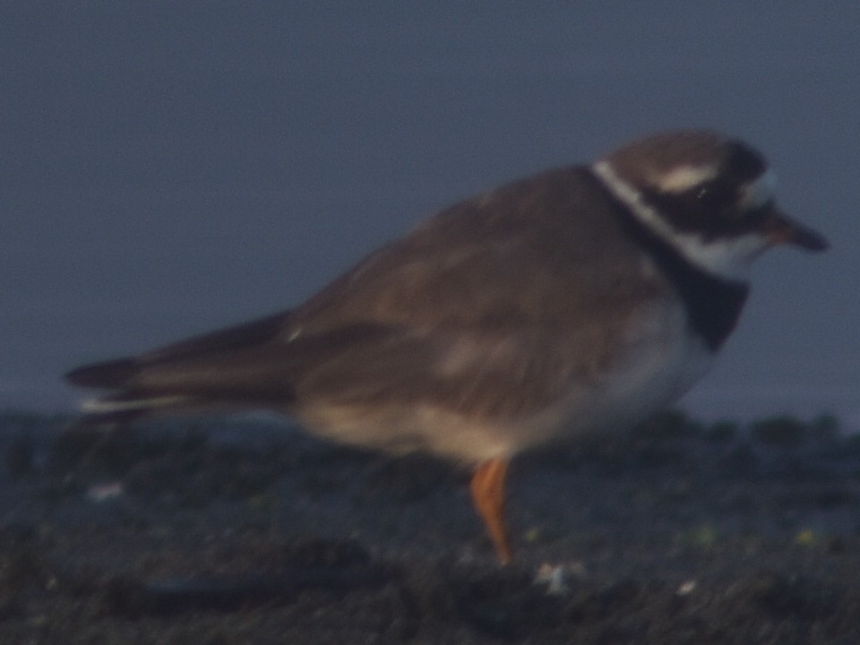 Common Ringed Plover - ML479643401