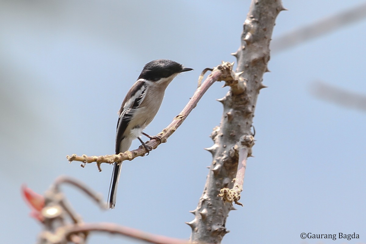 Bar-winged Flycatcher-shrike - ML479643501