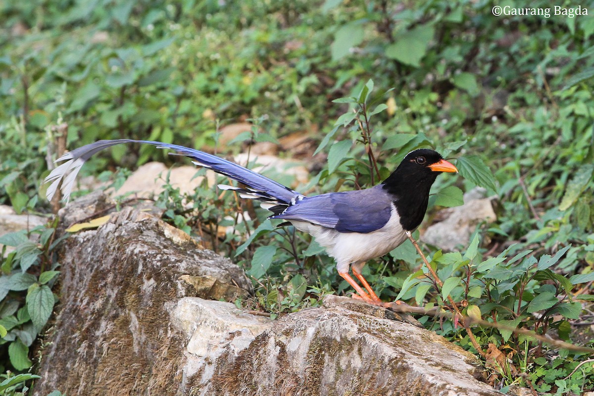 Red-billed Blue-Magpie - ML479643551