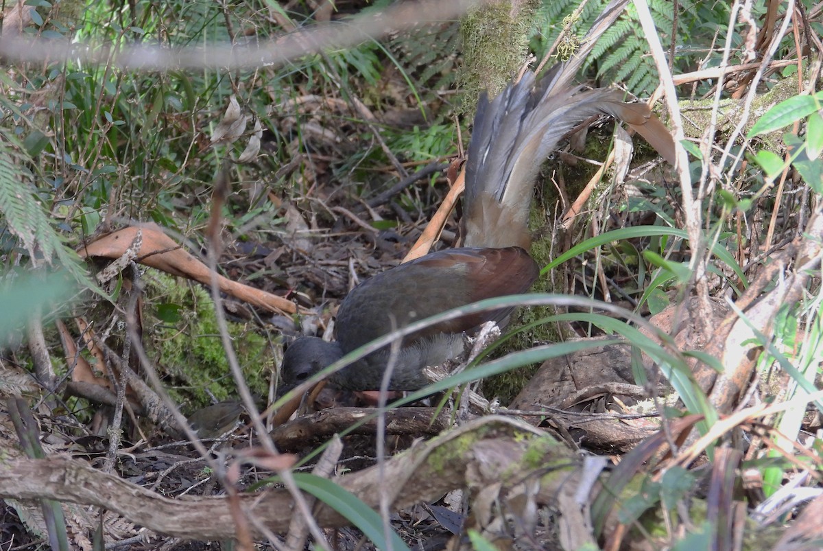 Superb Lyrebird - ML479644141
