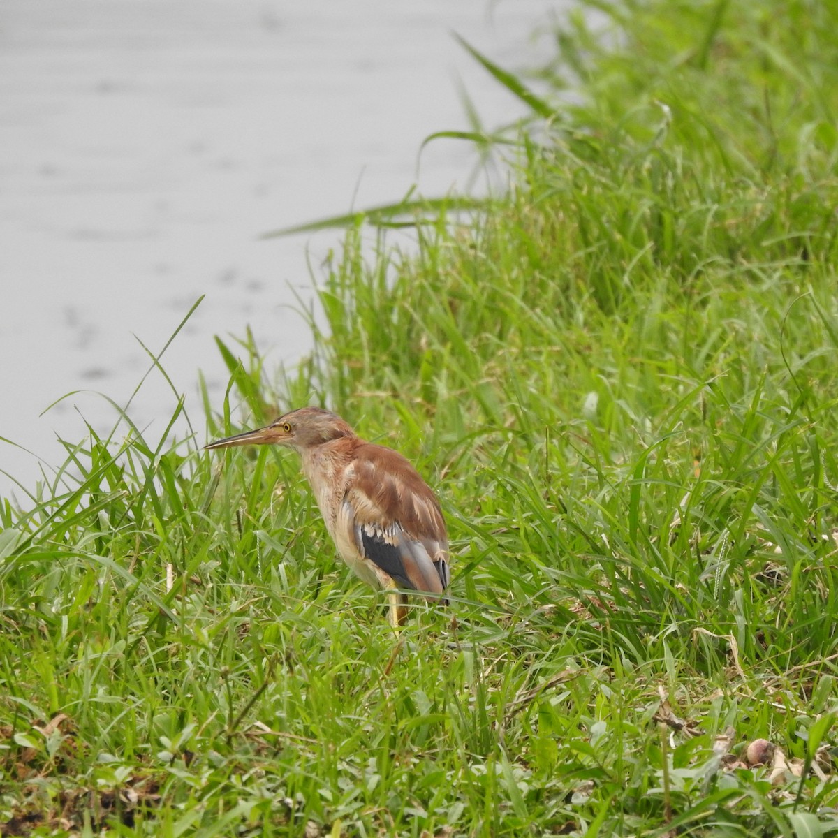 Yellow Bittern - ML479644701