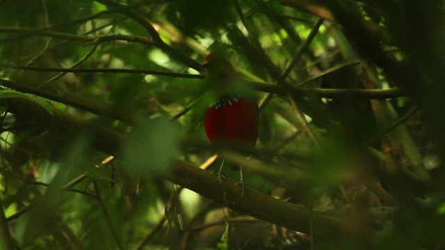 Blue-banded Pitta - ML479645