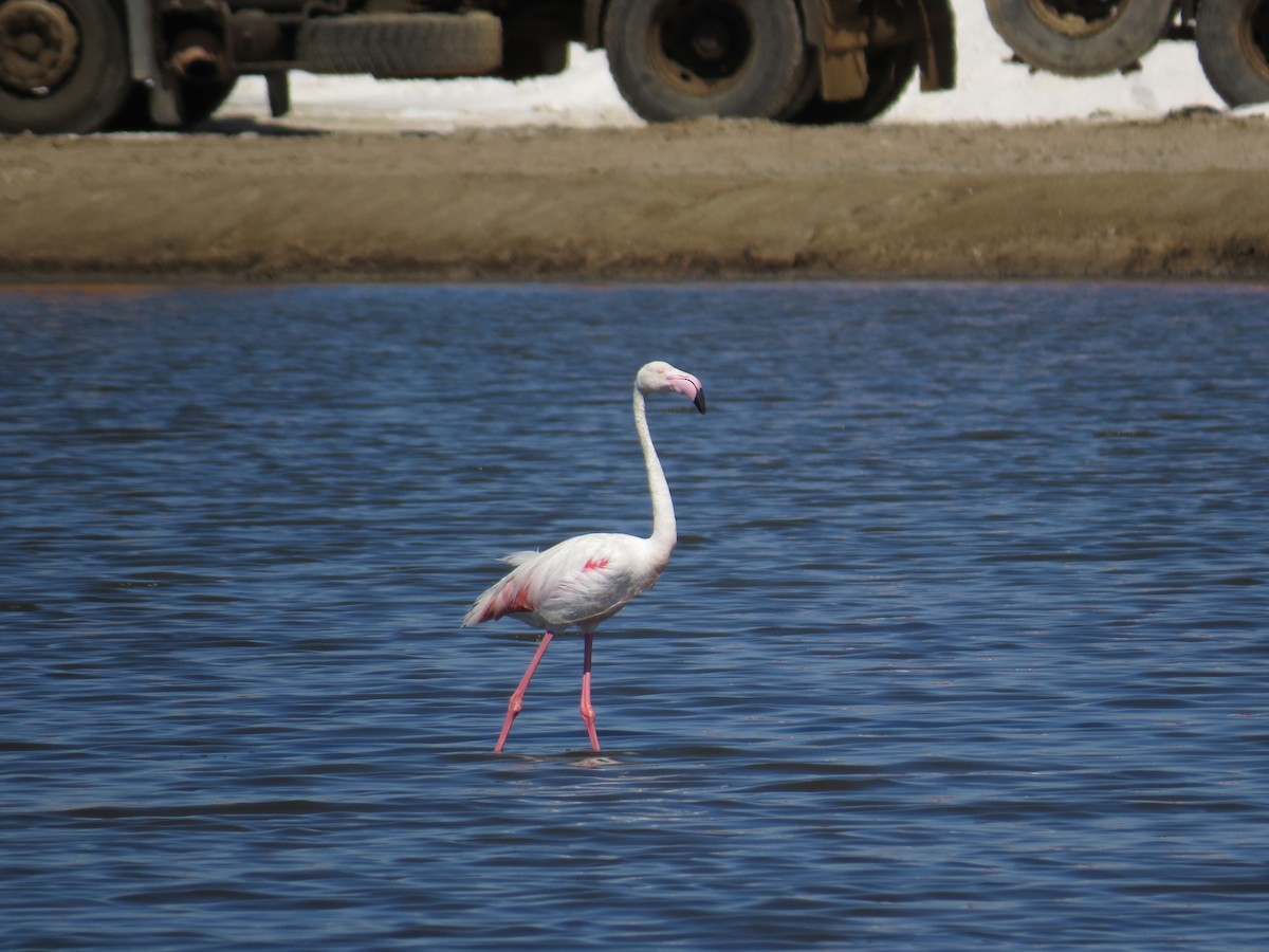 Greater Flamingo - ML479645301