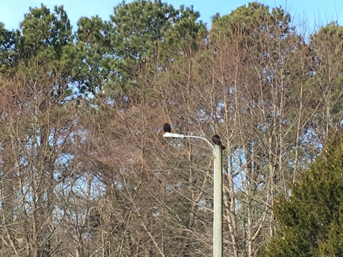 Turkey Vulture - ML47964551