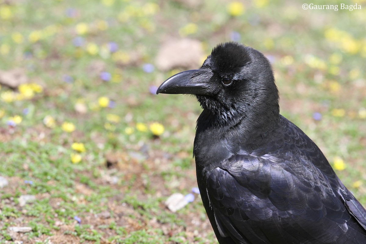 Large-billed Crow (Large-billed) - ML479645611