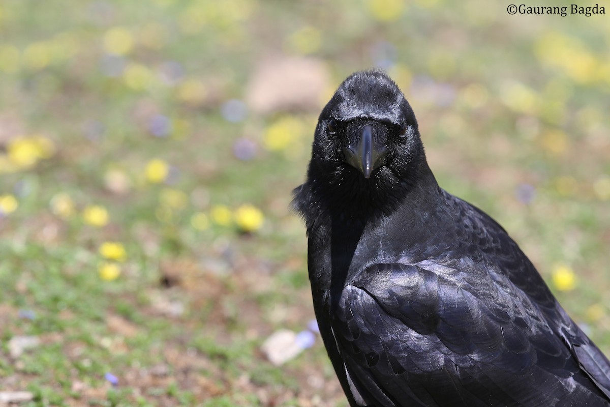 Large-billed Crow (Large-billed) - ML479645631