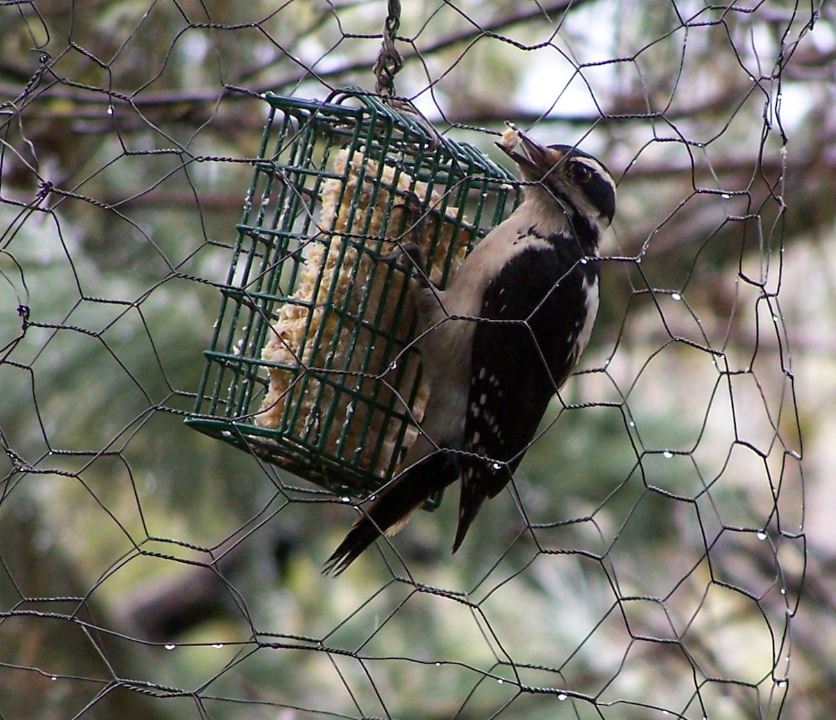 Hairy Woodpecker - ML47964771