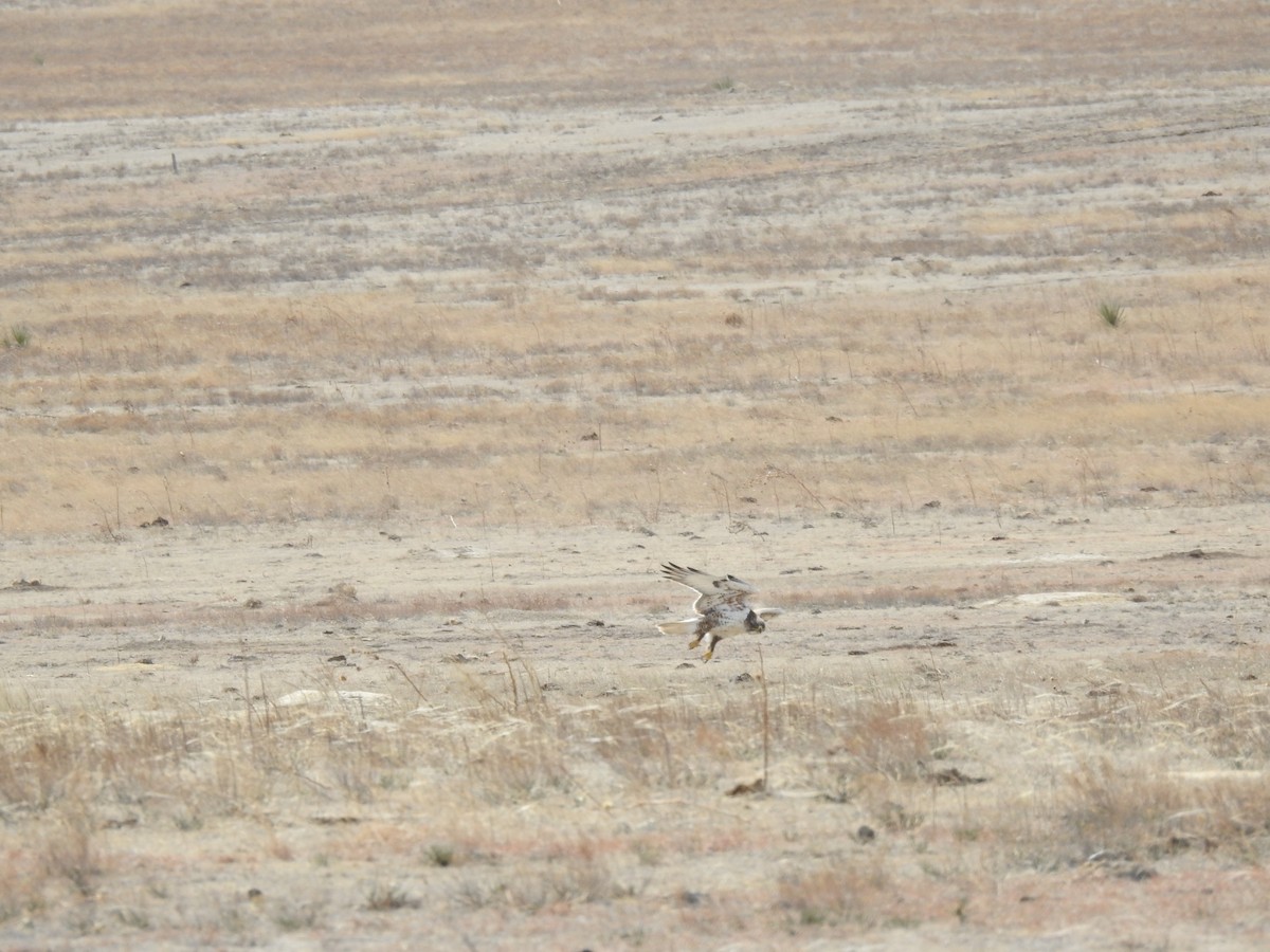 Ferruginous Hawk - ML479647931