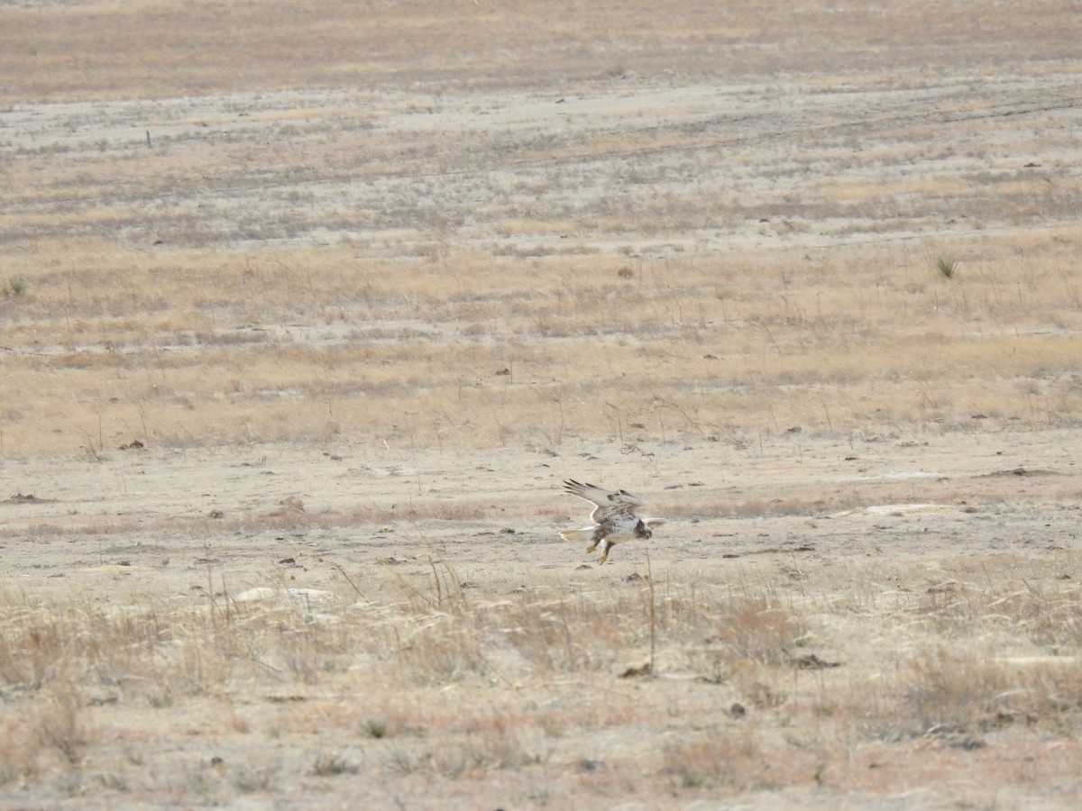 Ferruginous Hawk - ML479647931