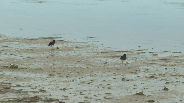 Pied Oystercatcher - ML479648041