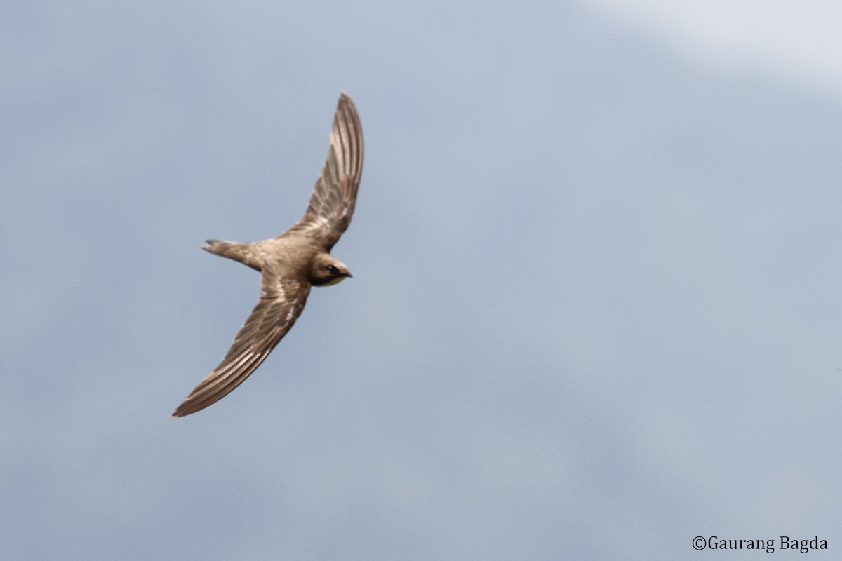 Alpine Swift - Gaurang Bagda