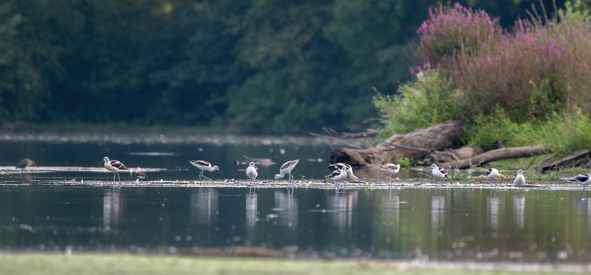 American Avocet - ML479651301