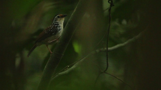 Striped Wren-Babbler - ML479654