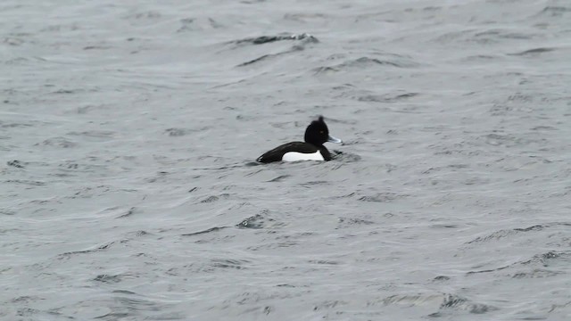 Tufted Duck - ML479655