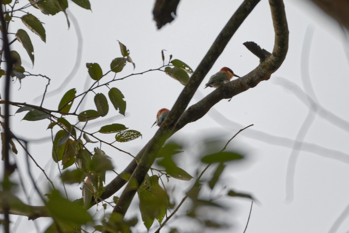 Chestnut-headed Bee-eater - ML479656341