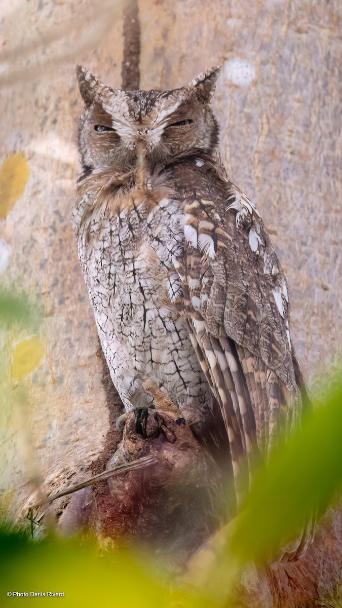 Tropical Screech-Owl - Denis Rivard