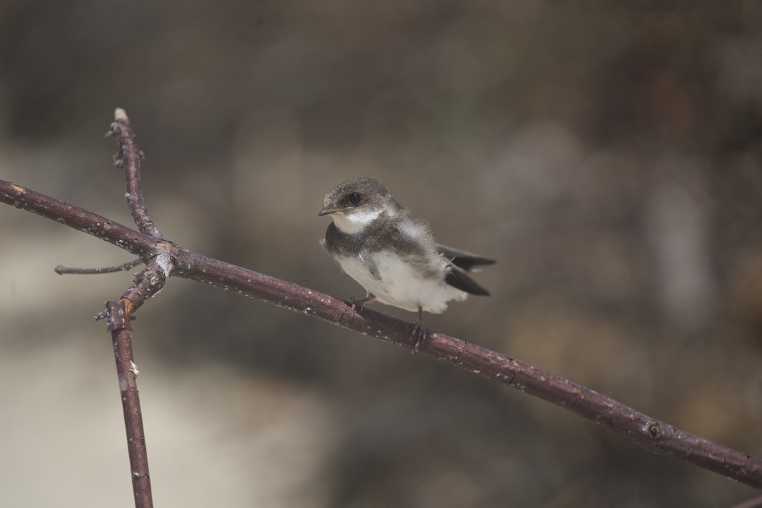 Bank Swallow - ML479656901