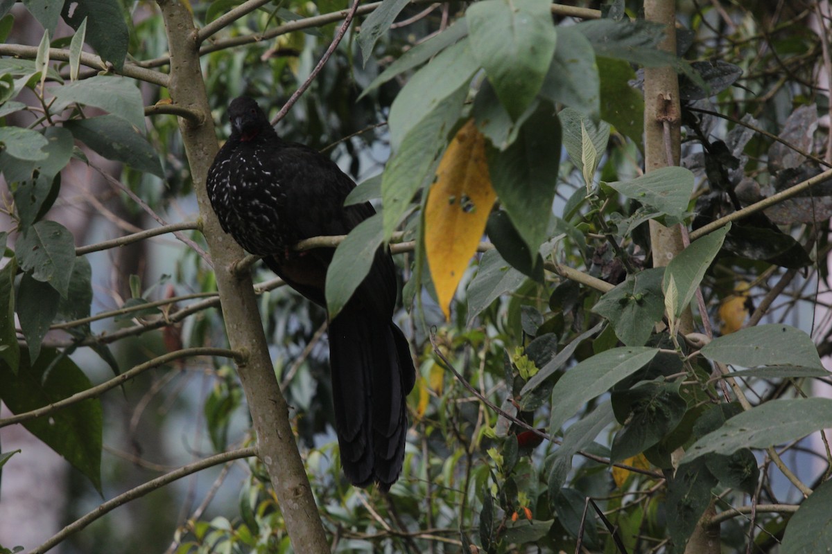 Crested Guan - ML479658851