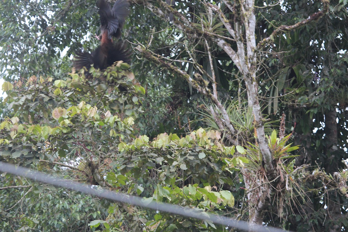 Crested Guan - Marco Ruales