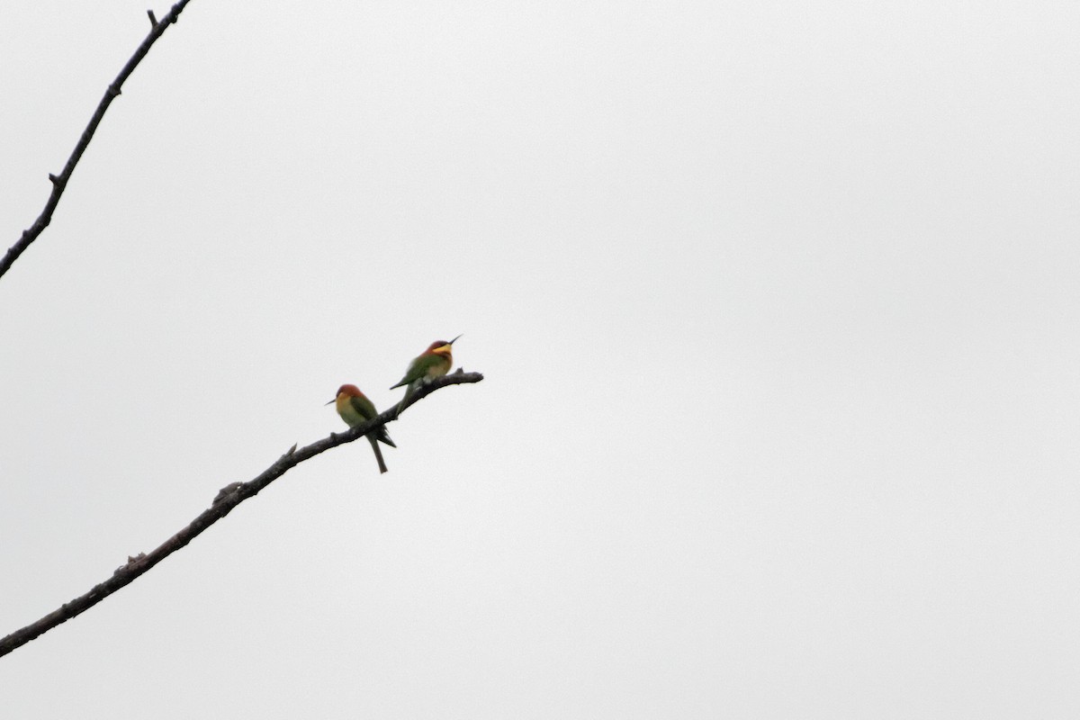 Chestnut-headed Bee-eater - ML479659811