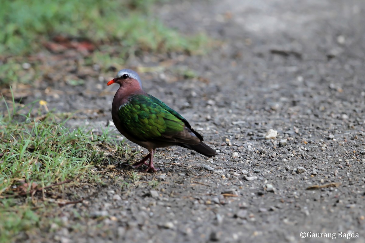 Asian Emerald Dove - Gaurang Bagda