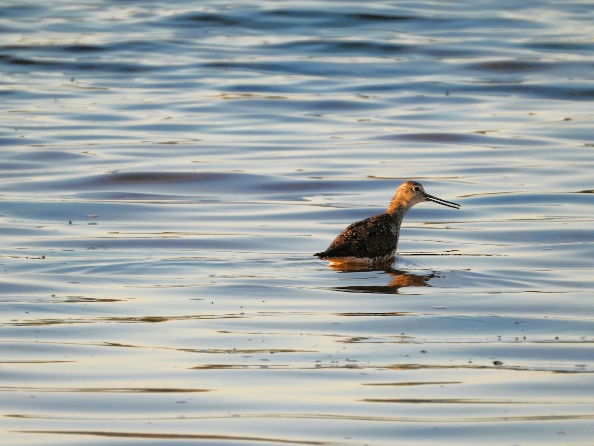 Greater Yellowlegs - ML479660521