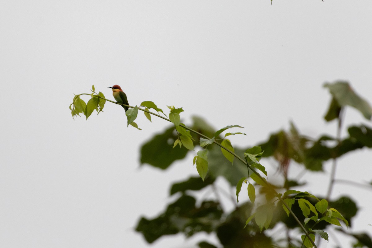 Chestnut-headed Bee-eater - ML479660651