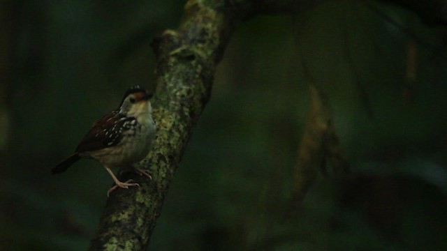 Striped Wren-Babbler - ML479664