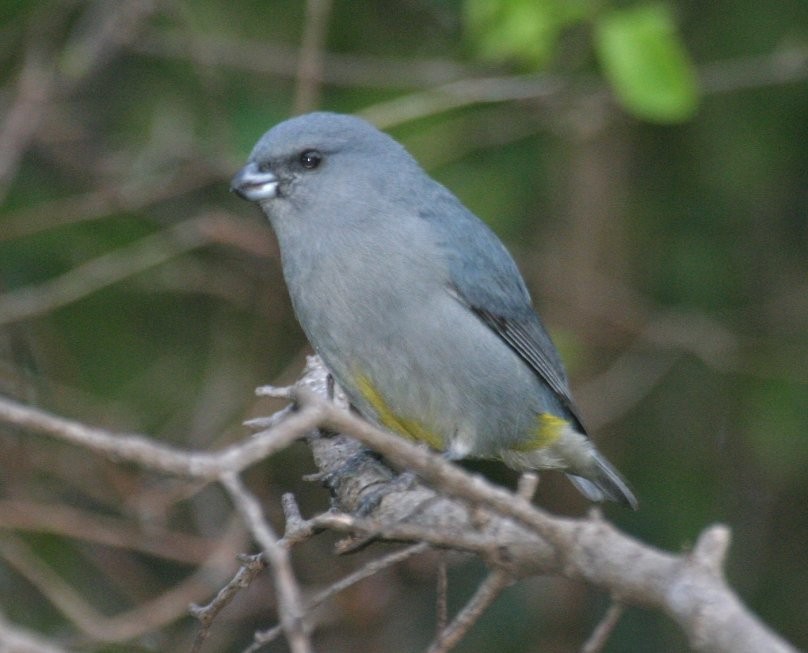 Jamaican Euphonia - Earl Horn