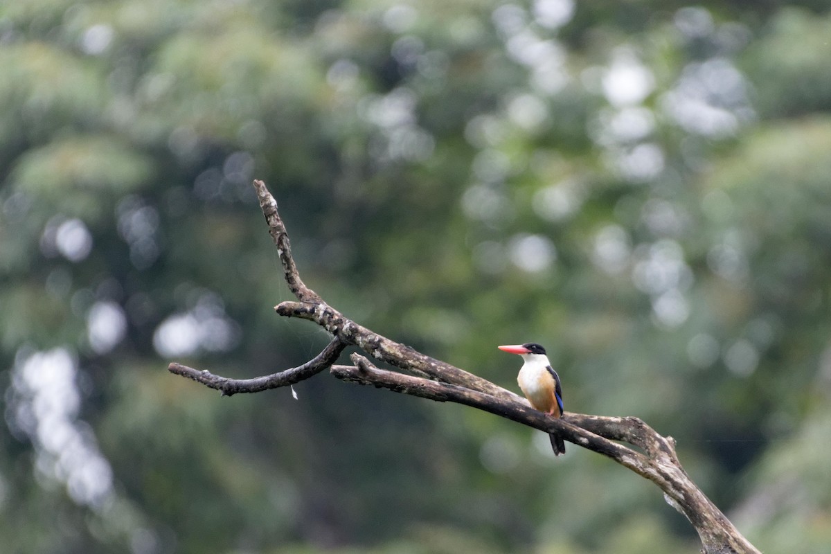 Black-capped Kingfisher - ML479665301