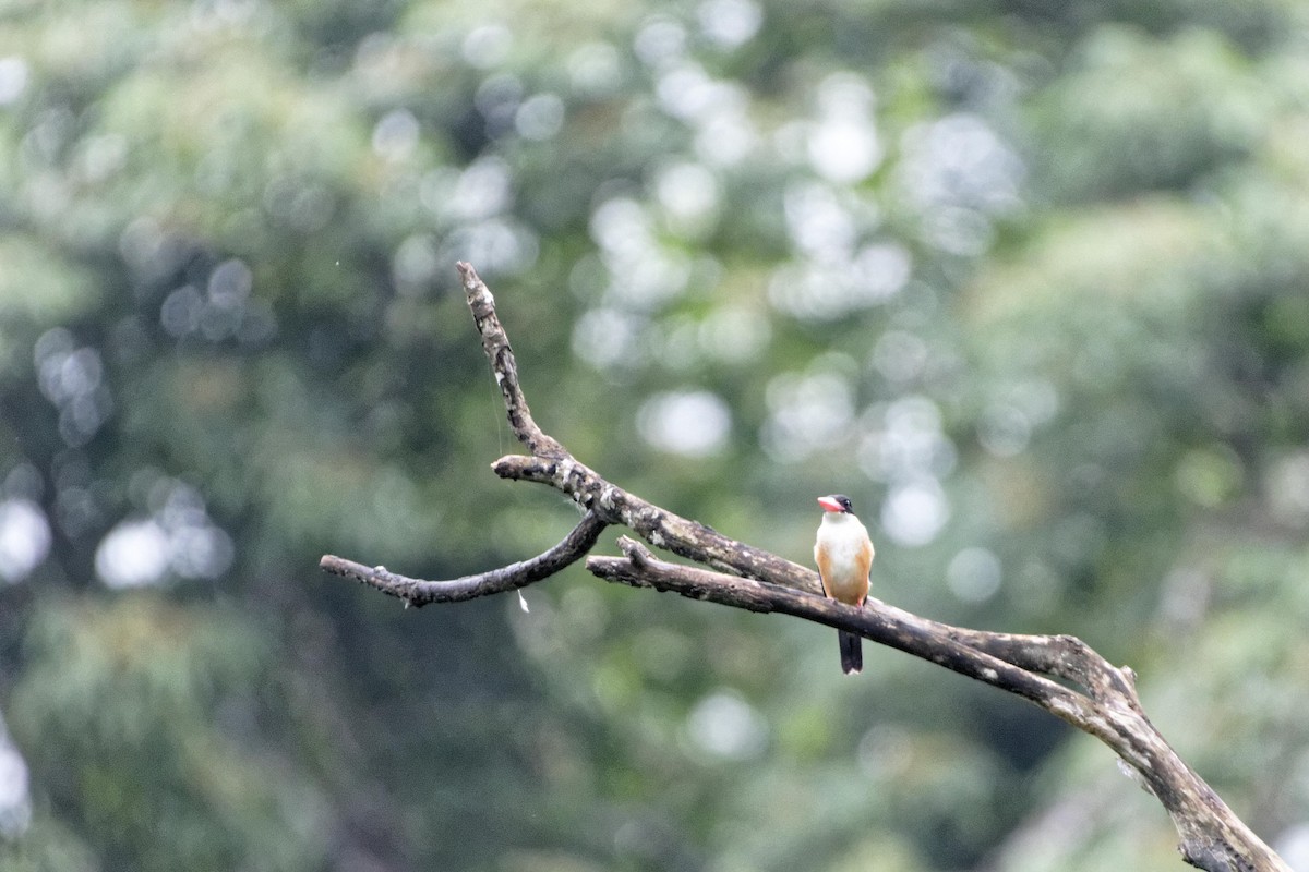 Black-capped Kingfisher - ML479665311