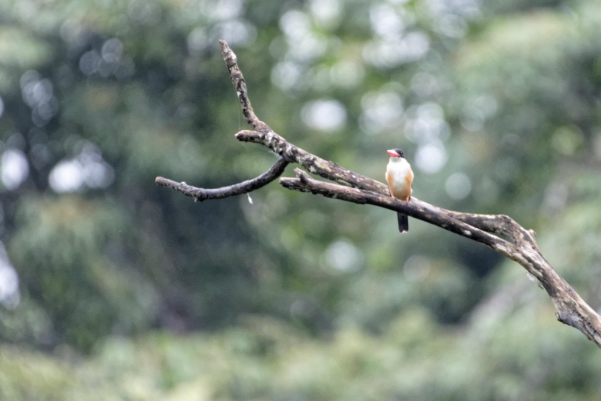 Black-capped Kingfisher - ML479665321