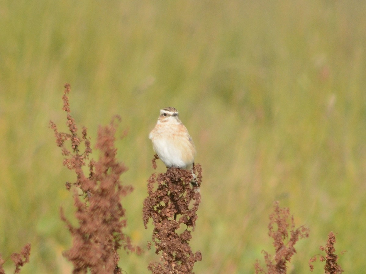 Whinchat - ML479666281