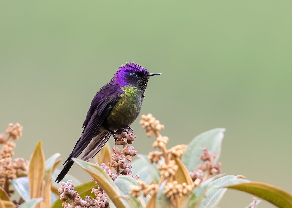 Purple-backed Thornbill - Andre Moncrieff