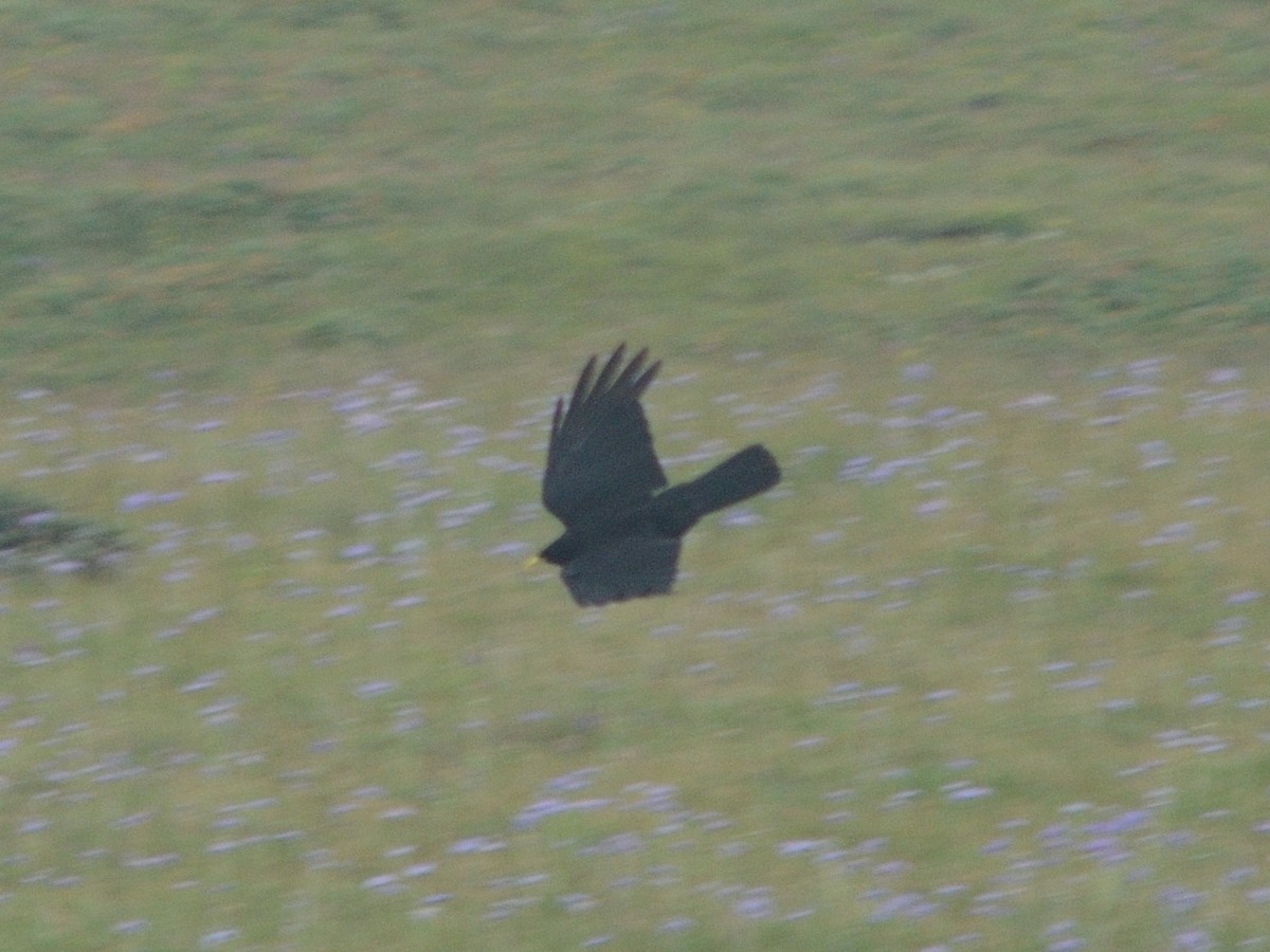 Шар хошуут жунгаа - ML479668371