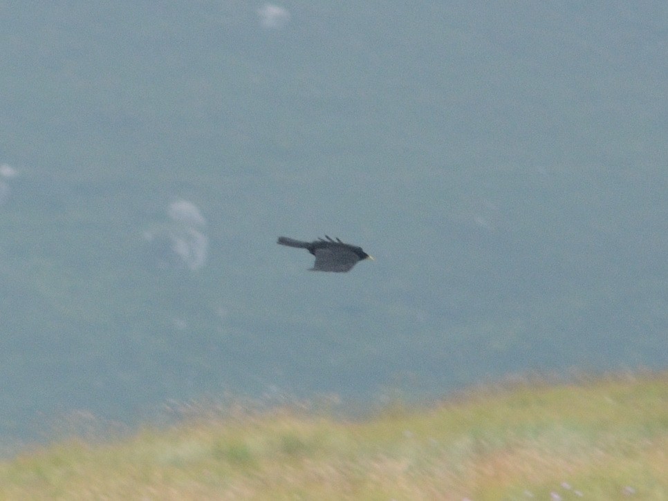 Шар хошуут жунгаа - ML479668381