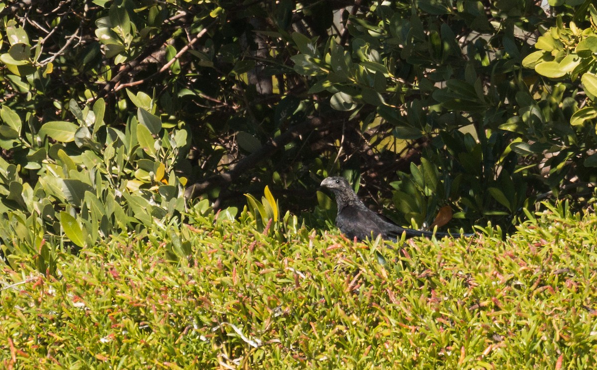 Smooth-billed Ani - ML47966921