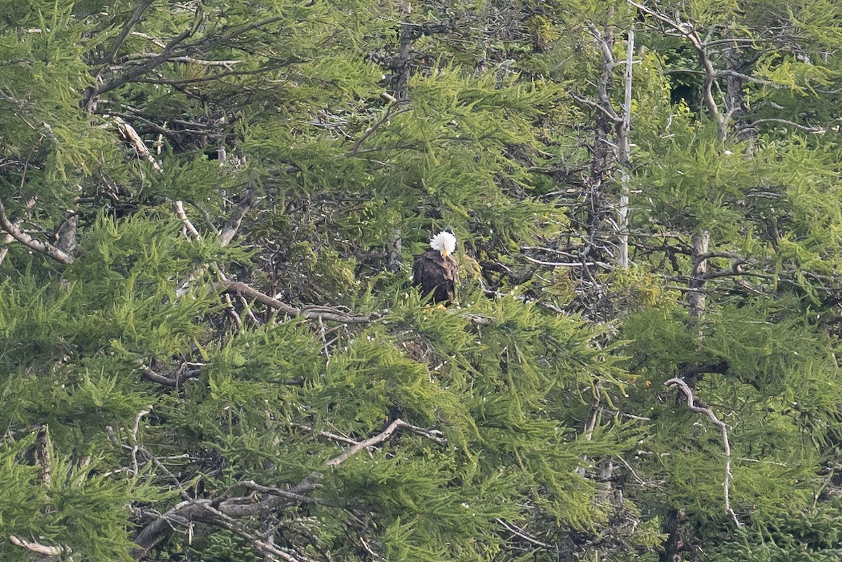 Bald Eagle - ML479669851