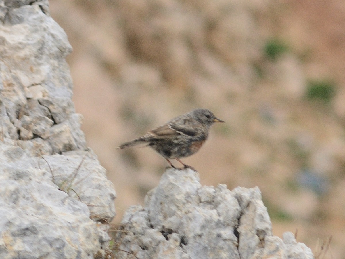 Тагийн хайруулдай - ML479669881