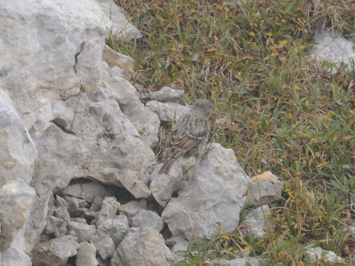 Тагийн хайруулдай - ML479669891