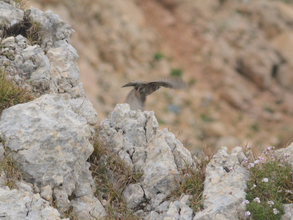 Тагийн хайруулдай - ML479669901